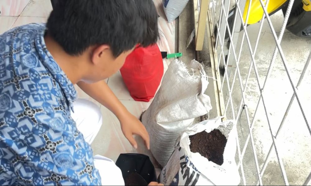 Kokurikuler Kelas IX: Mengenal Urban Farming melalui Budidaya Pakcoy SMP Era Pembangunan III | Tahun Pelajaran 2026/2027   - Foto 3